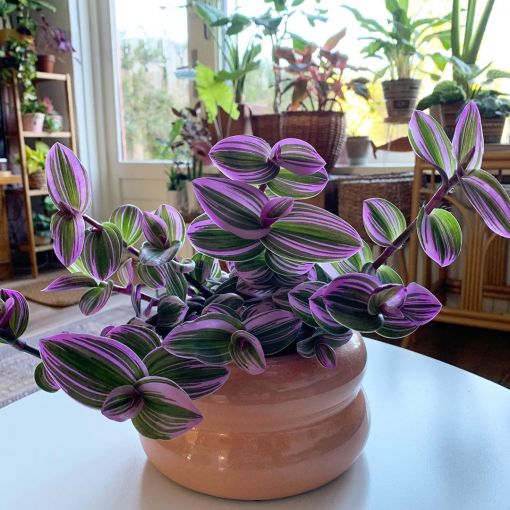 Plantas de color morado que pueden decorar tu casa