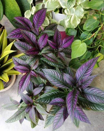 Plantas de color morado que pueden decorar tu casa