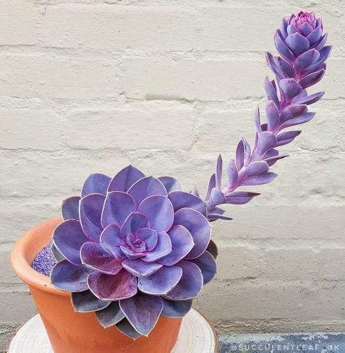 Plantas de color morado que pueden decorar tu casa