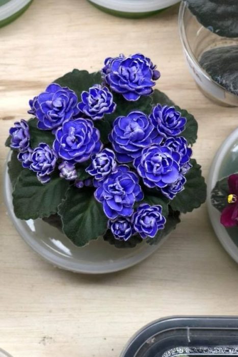 Plantas de color morado que pueden decorar tu casa