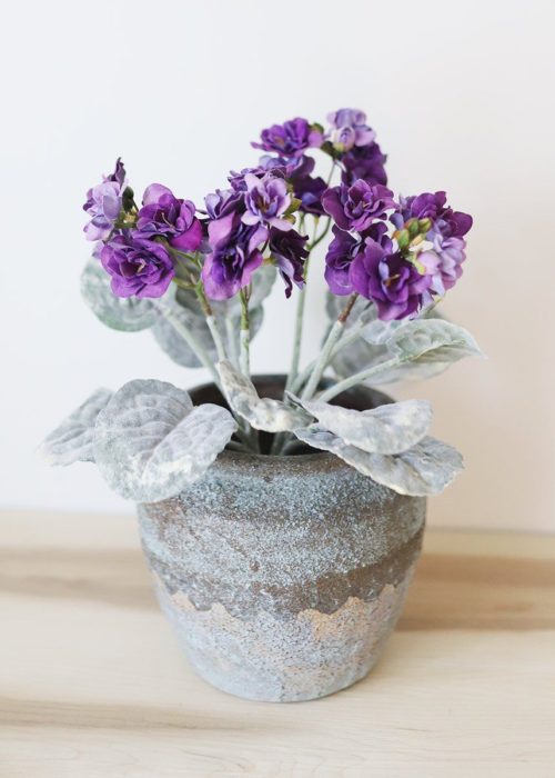 Plantas de color morado que pueden decorar tu casa