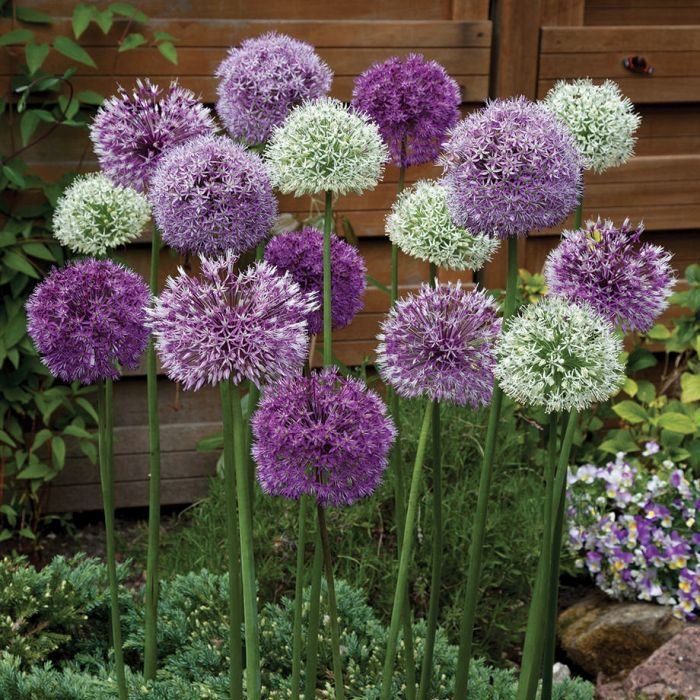 Plantas de color morado que pueden decorar tu casa