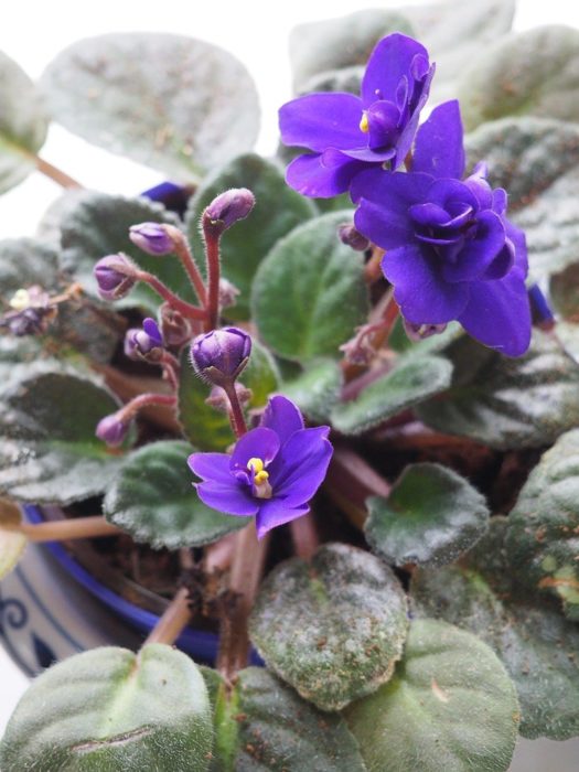 Plantas de color morado que pueden decorar tu casa