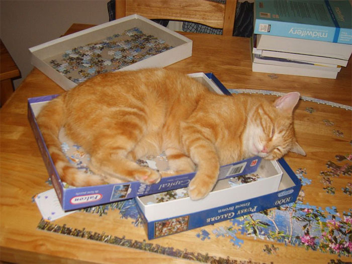 Fotos prueban que es imposible armar rompecabezas con gatos
