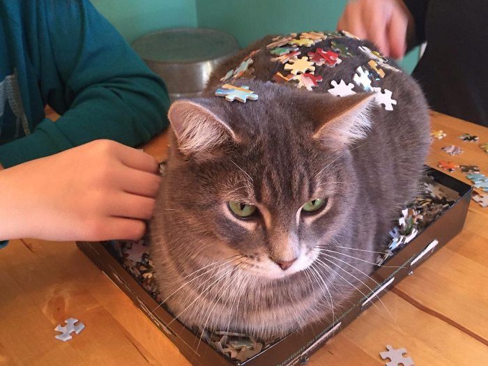 Fotos prueban que es imposible armar rompecabezas con gatos