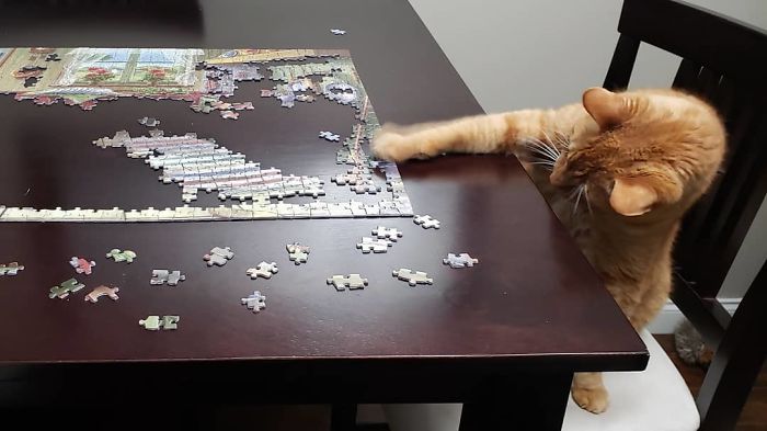 Fotos prueban que es imposible armar rompecabezas con gatos