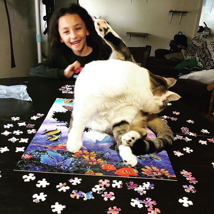 Fotos prueban que es imposible armar rompecabezas con gatos