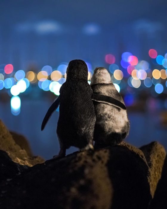Pareja de pingüinos abrazados a la orilla del mar mirando el paisaje