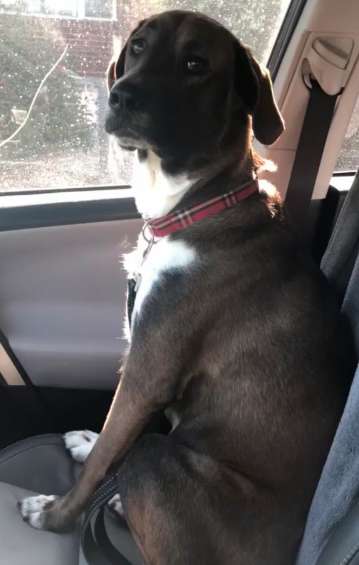 Perrito sentado en la parte trasera del carro enojado