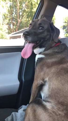 Perrito sentado en la parte trasera del carro feliz por ir al parque 