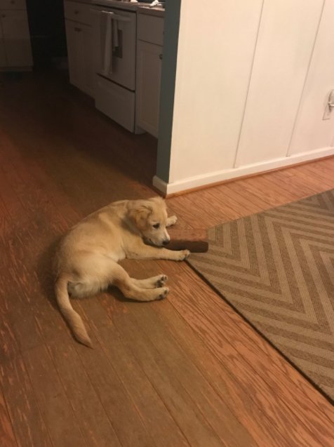 Perro tiene como mejor amigo un ladrillo