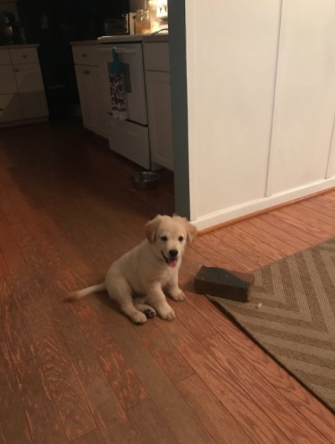 Perro tiene como mejor amigo un ladrillo