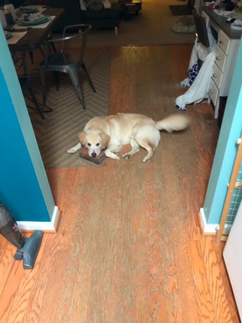 Perro tiene como mejor amigo un ladrillo
