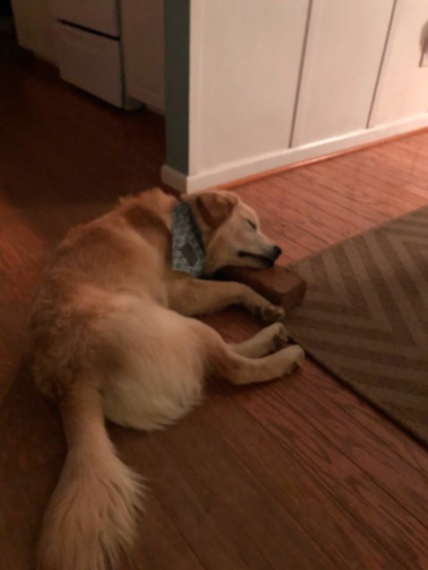 Perro tiene como mejor amigo un ladrillo