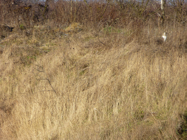 ¿Podrás encontrar al gatito en cada foto?
