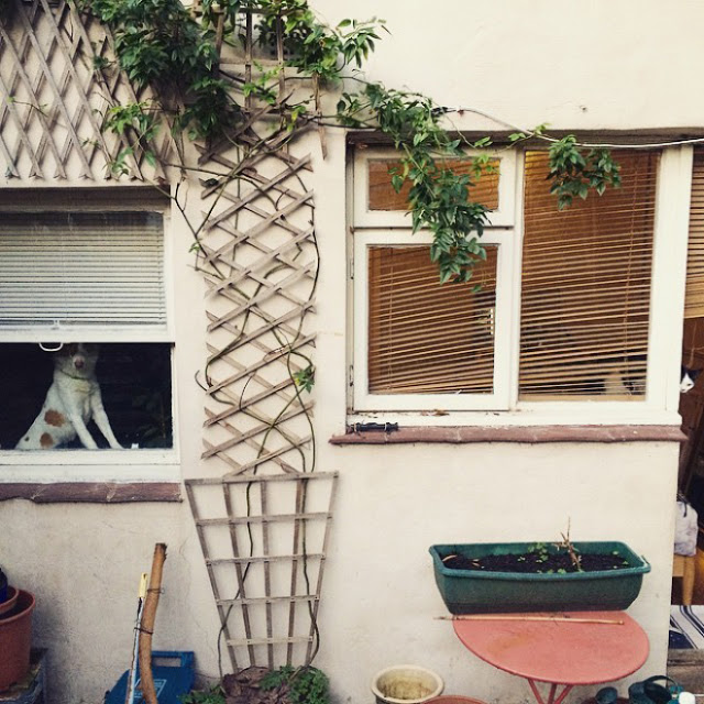¿Podrás encontrar al gatito en cada foto?