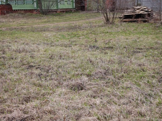 ¿Podrás encontrar al gatito en cada foto?