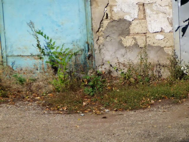 ¿Podrás encontrar al gatito en cada foto?