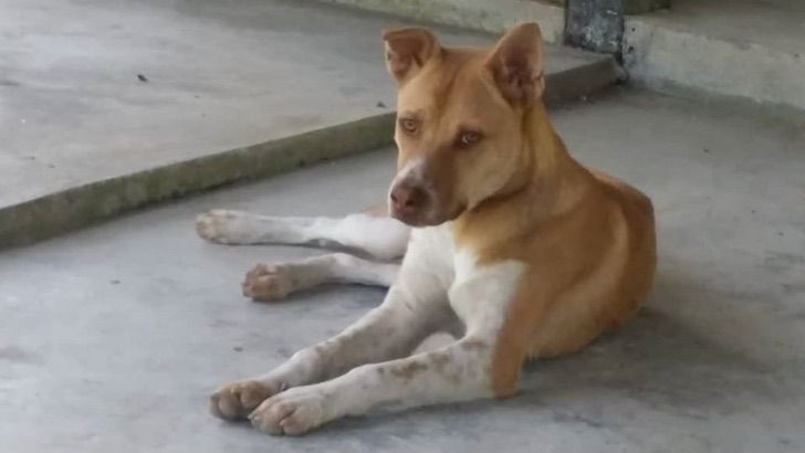 Kutu, el Hachiko de Malasia