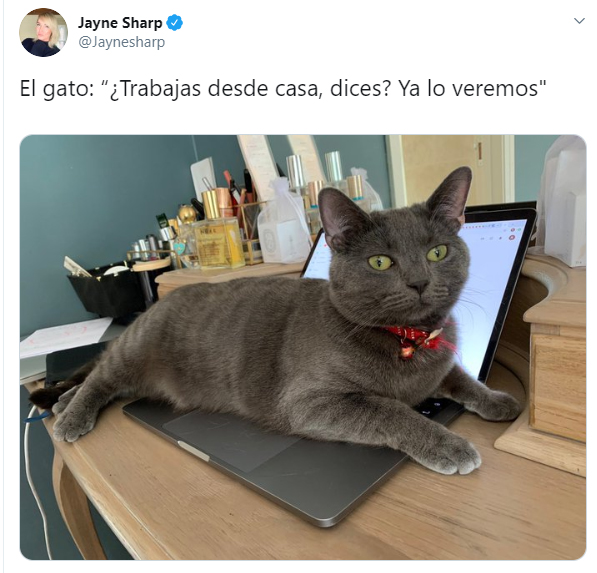 Personas comentando en twitter como sus mascotas no los dejan trabajar 