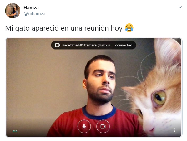 Personas comentando en twitter como sus mascotas no los dejan trabajar 
