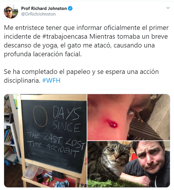 Personas comentando en twitter como sus mascotas no los dejan trabajar 