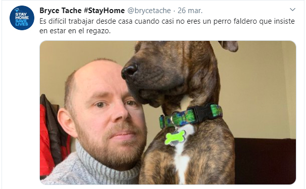 Personas comentando en twitter como sus mascotas no los dejan trabajar 