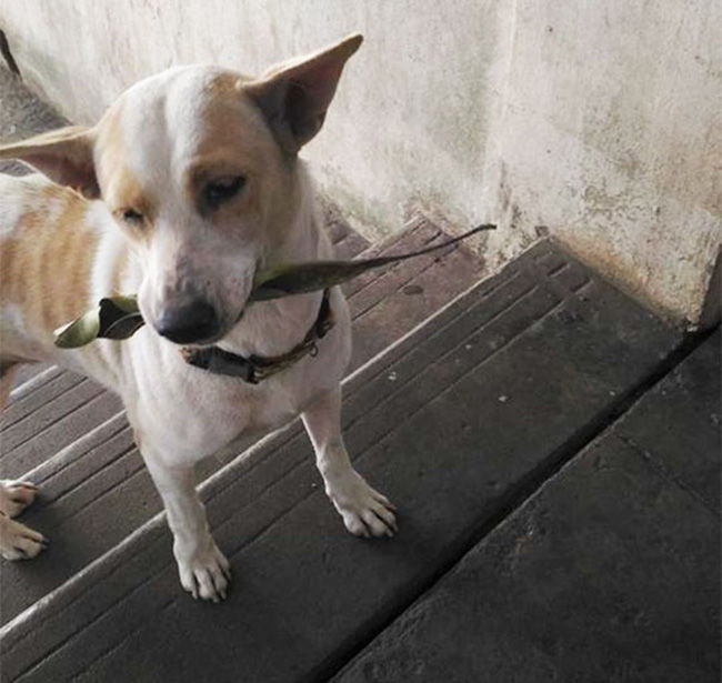 Perrito llevando ramas de árbol