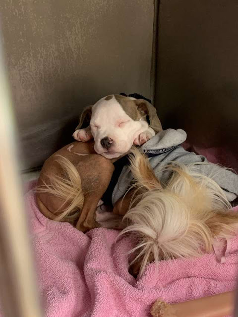Perrito se acurruca sobre otros perros para dormir con ellos