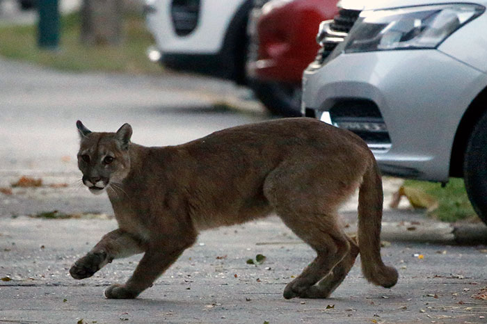 Pumas salvajes en las calles de Santiago de Chile