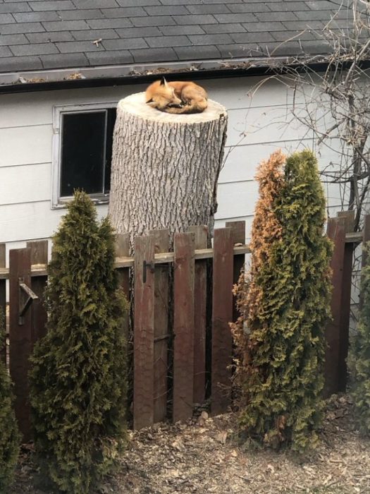 Zorro durmiendo en un tronco de árbol