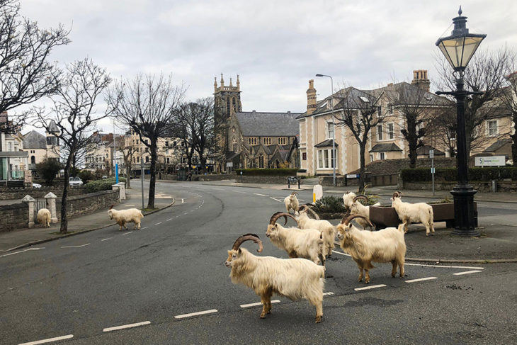 Cabras montesas paseando por las calles de Llandudno en Gales