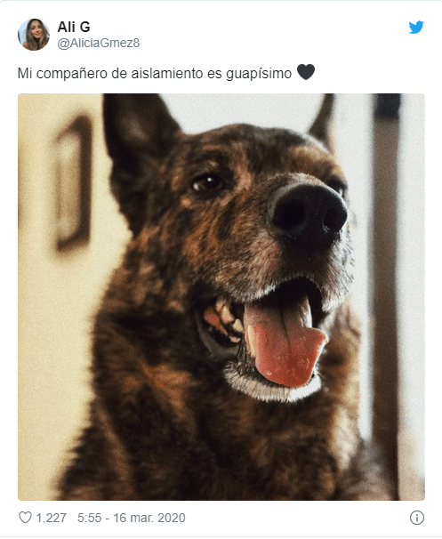 Tweets de mascotas acompañando a su dueño en la cuarentena