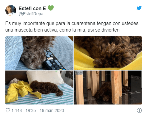 Tweets de mascotas acompañando a su dueño en la cuarentena