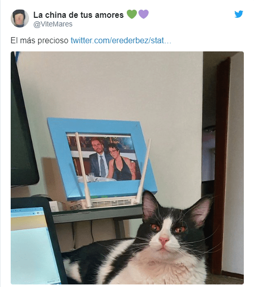 Tweets de mascotas acompañando a su dueño en la cuarentena