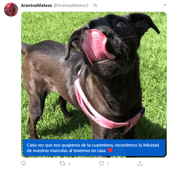 Tweets de mascotas acompañando a su dueño en la cuarentena
