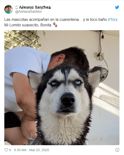 Tweets de mascotas acompañando a su dueño en la cuarentena