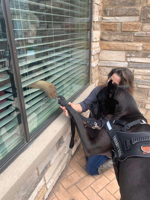Tonka, perrita de terapia vista a ancianos