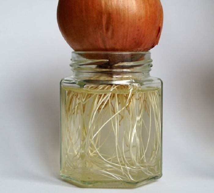 Cosechar cebolla en casa