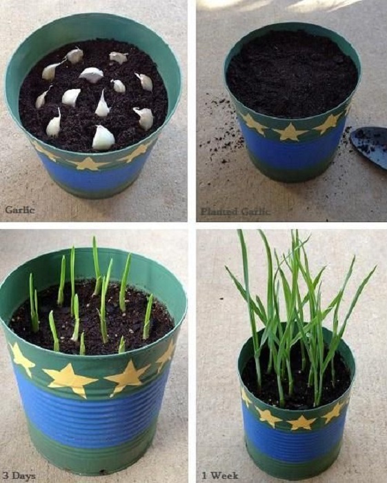 Cultivar ajos en casa