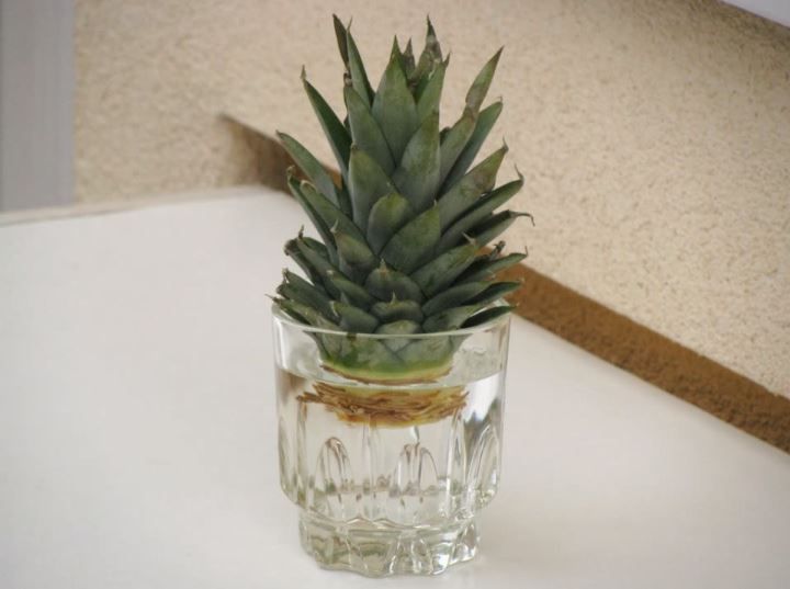 Cultivar piña en casa