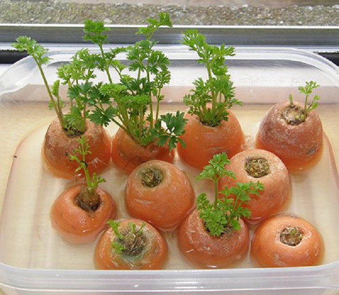 Cultivar zanahorias
