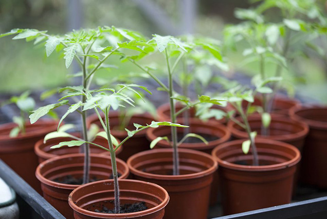 Cultivar tomate en casa