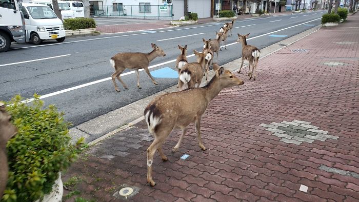 Venados en las calles de Japón