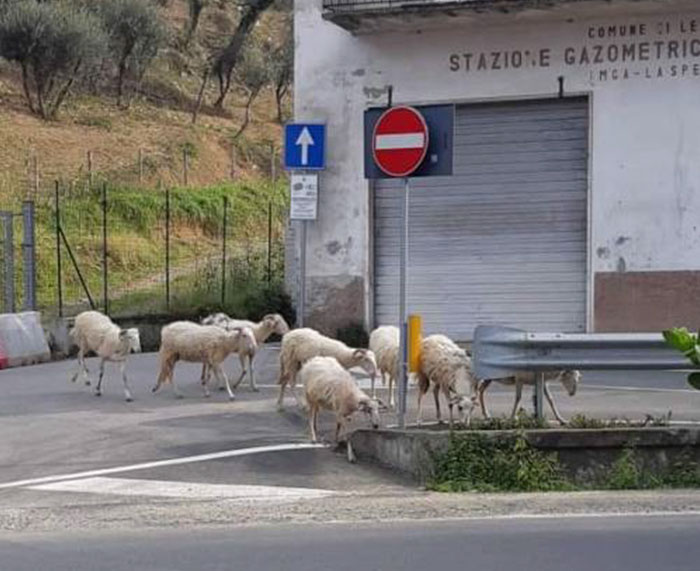 Borregos en las calles de España