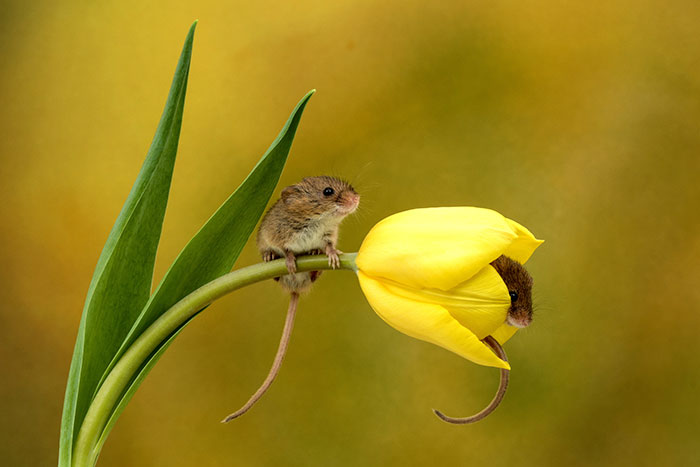 Fotografía de Miles Herbert, ratón de campo sobre un tulipán amarillo