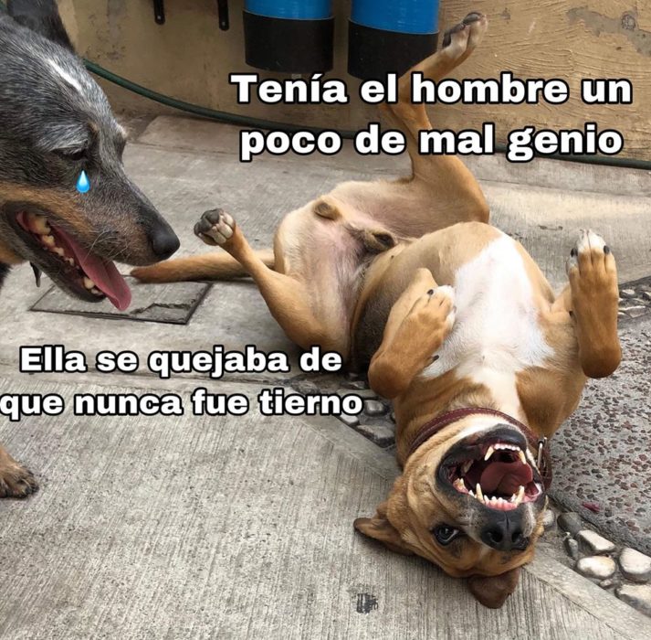 Versión de ramito de violetas cantada por perritos