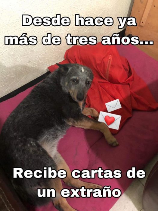 Versión de ramito de violetas cantada por perritos