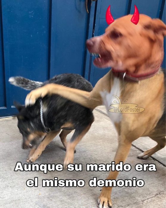 Versión de ramito de violetas cantada por perritos