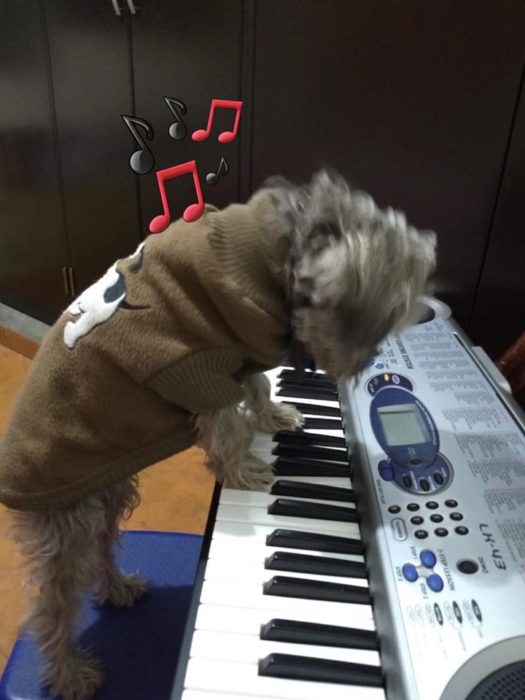 Versión de ramito de violetas cantada por perritos